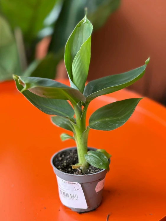Bananowiec  Musa  Musa acuminata (1).jpg