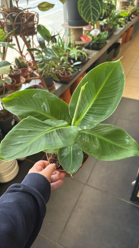 Bananowiec karłowy  Musa Oriental Dwarf  Musa 'Oriental Dwarf' (2).jpg