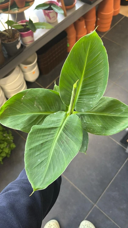 Bananowiec karłowy  Musa Oriental Dwarf  Musa 'Oriental Dwarf' (3).jpg