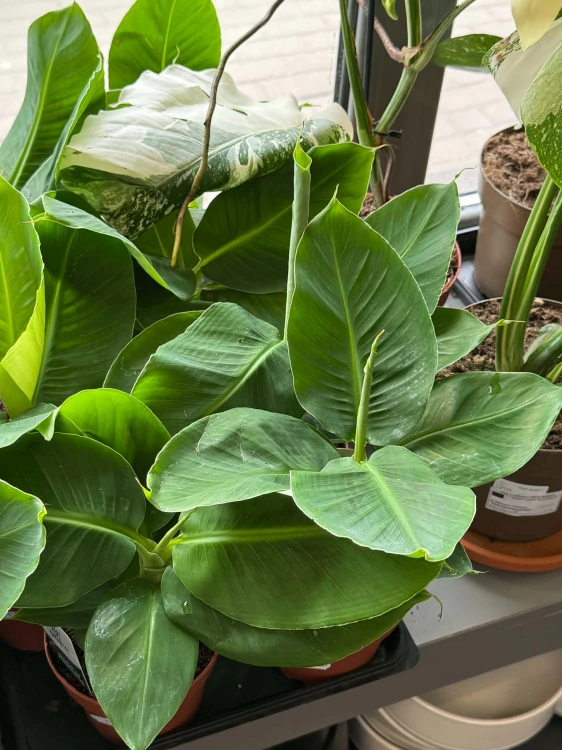 Bananowiec karłowy  Musa Oriental Dwarf  Musa 'Oriental Dwarf' (1).jpg