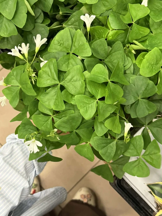 Szczawik zielony / Oxalis / Oxalis regnellii