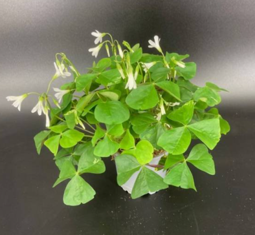 Szczawik zielony / Oxalis / Oxalis regnellii