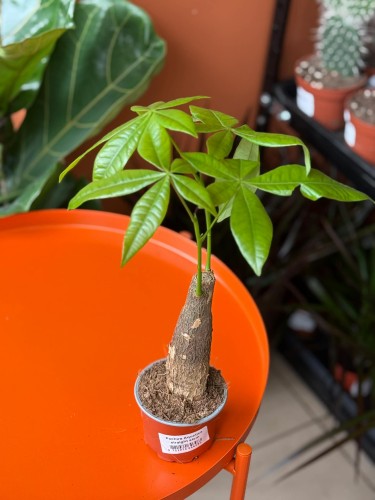 pachira aquatica pachira wodna (14).jpg