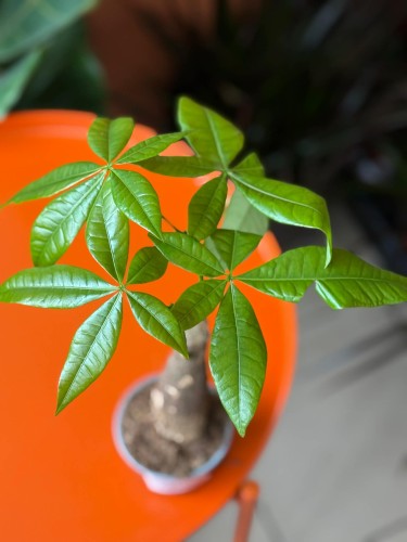 pachira aquatica pachira wodna (13).jpg