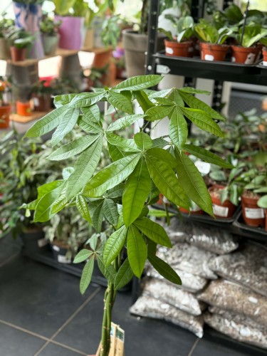 pachira aquatica pachira wodna (16).jpg