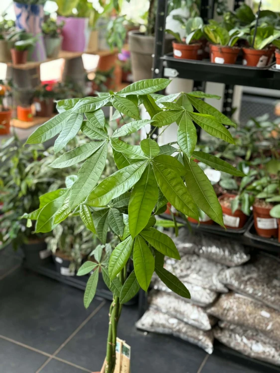 pachira aquatica pachira wodna (16).jpg