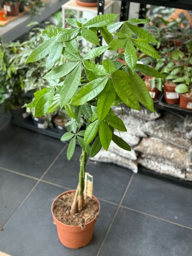 pachira aquatica pachira wodna (15).jpg