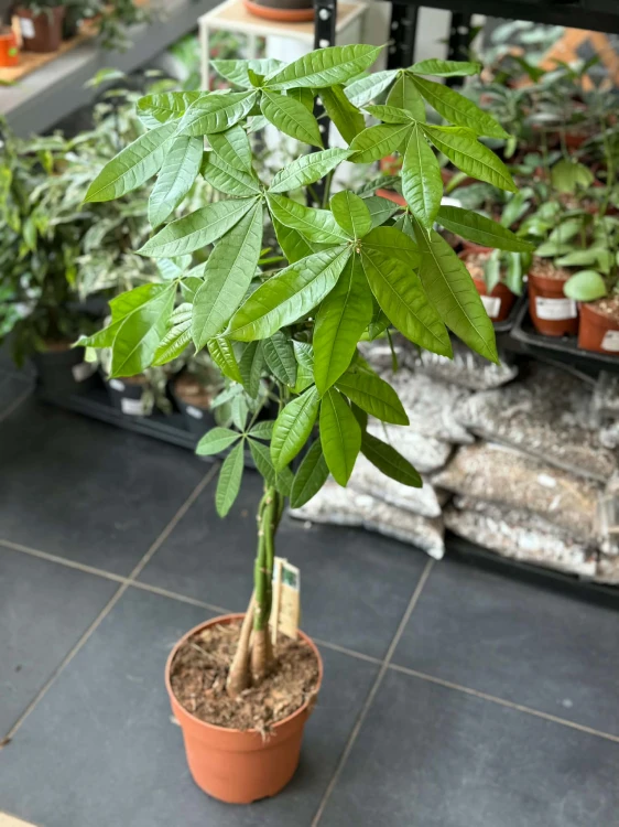 pachira aquatica pachira wodna (15).jpg