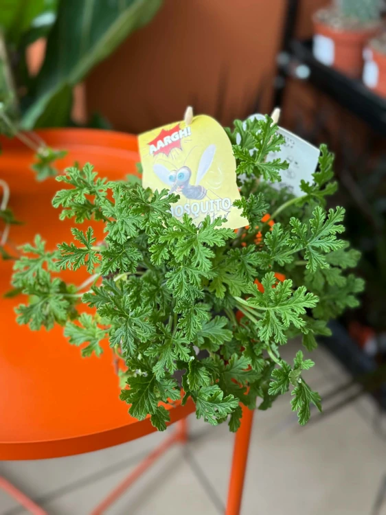 geranium  anginka Pelargonium graveolens (7).jpg