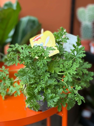 geranium  anginka Pelargonium graveolens (6).jpg