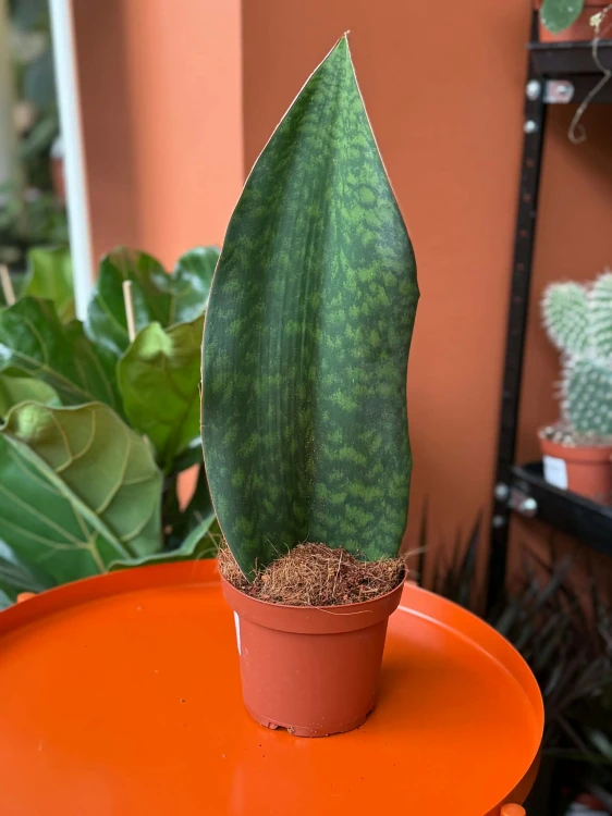 Sansevieria grandis (5).jpg