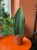 Sansevieria grandis (6).jpg