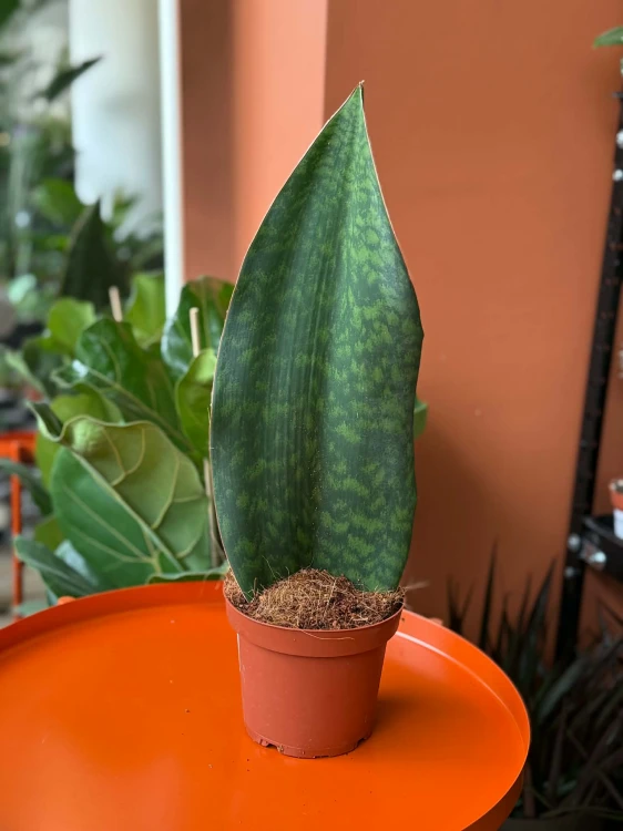 Sansevieria grandis (6).jpg