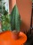 Sansevieria grandis (7).jpg