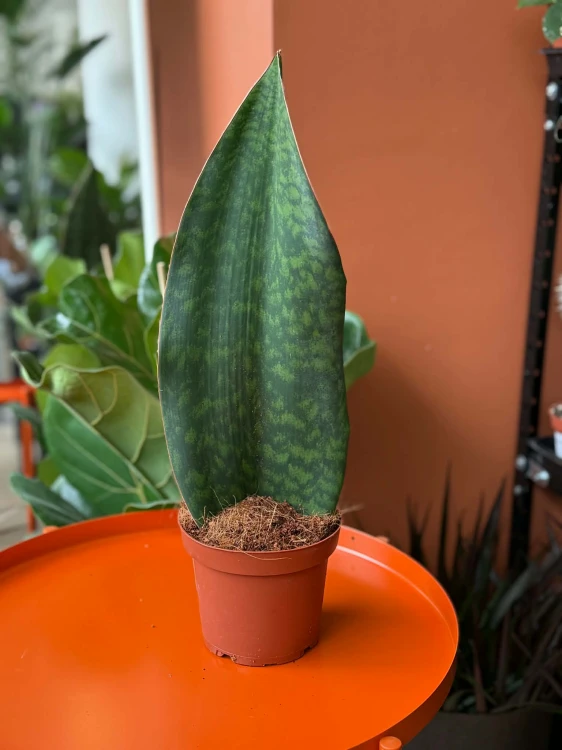 Sansevieria grandis (7).jpg