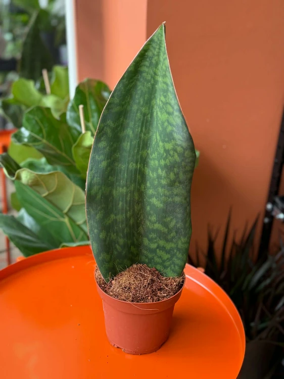 Sansevieria grandis (4).jpg