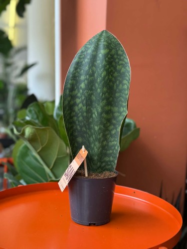 Sansevieria grandis  (2).jpg