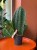 Sansevieria grandis  (2).jpg