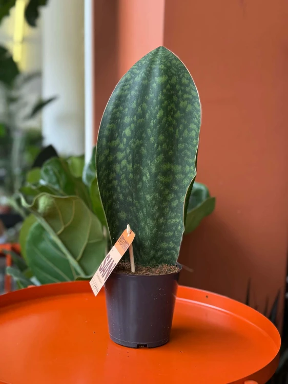 Sansevieria grandis  (2).jpg
