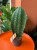 Sansevieria grandis  (3).jpg