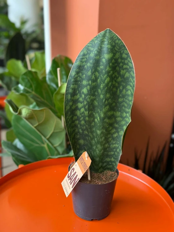 Sansevieria grandis  (1).jpg
