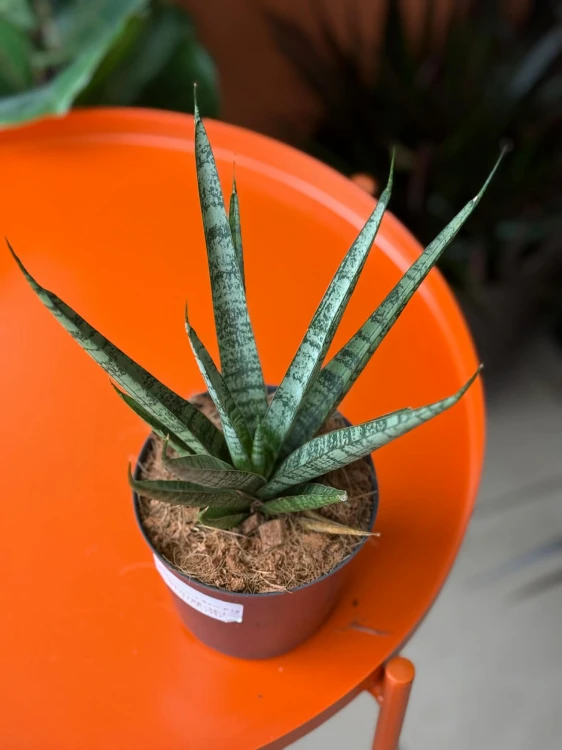 Sansevieria Sem (5).jpg