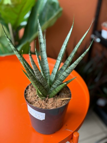 Sansevieria Sem (6).jpg