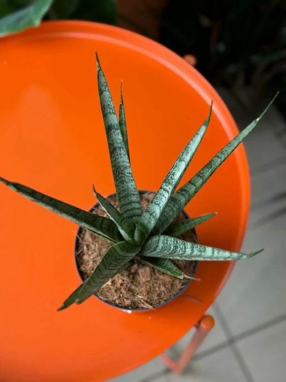 Sansevieria Sem (4).jpg