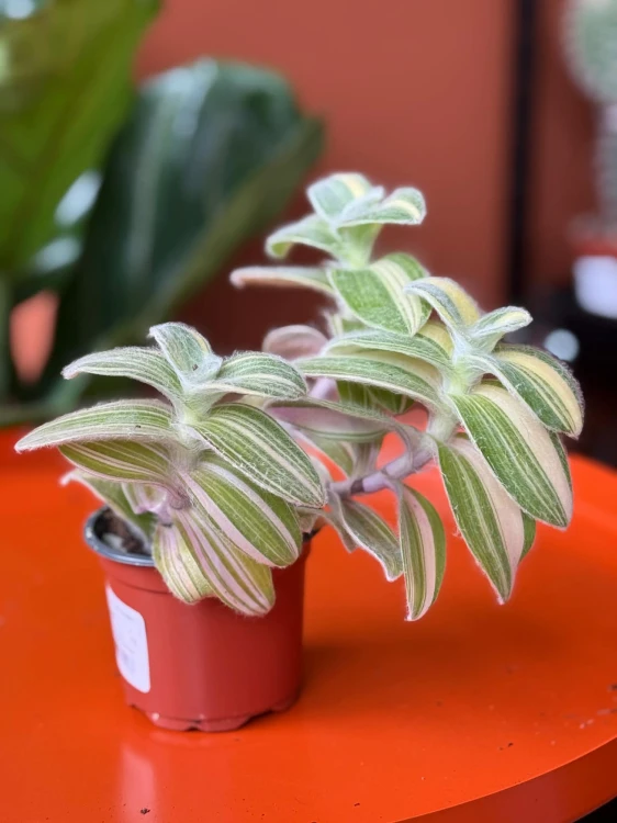 Tradescantia sillamontana (2).jpg