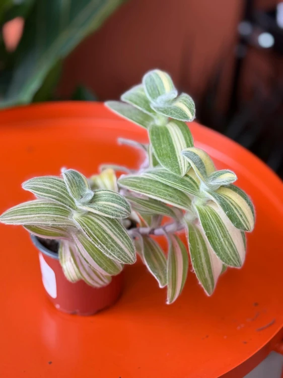 Tradescantia sillamontana (3).jpg