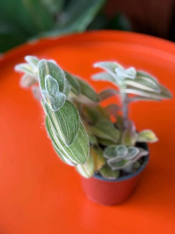 Tradescantia sillamontana (4).jpg