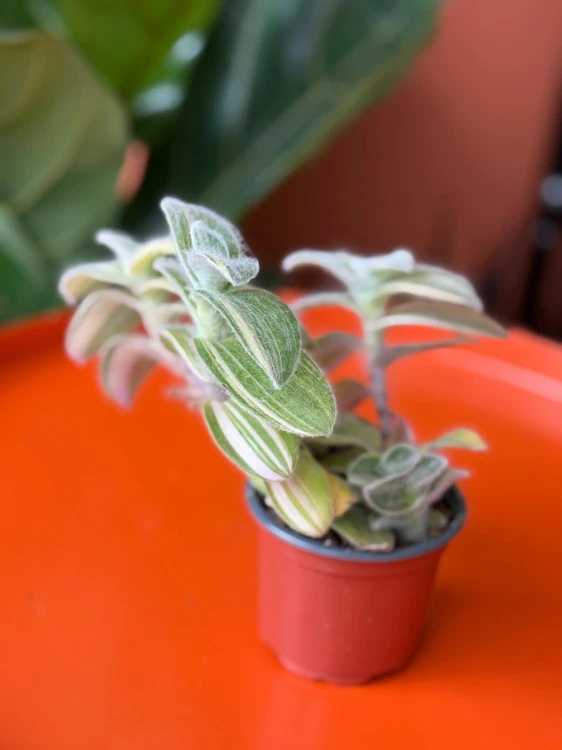 Tradescantia sillamontana (1).jpg