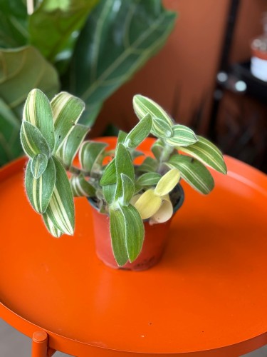 trzykrotka Tradescantia sillamontana 'Variegata'