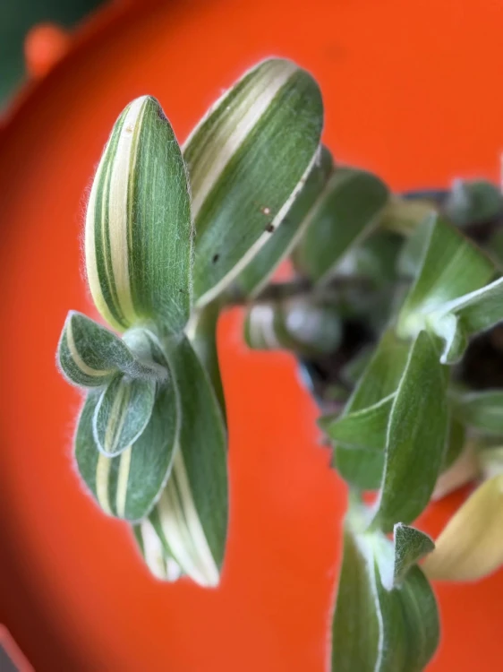 trzykrotka Tradescantia sillamontana 'Variegata'