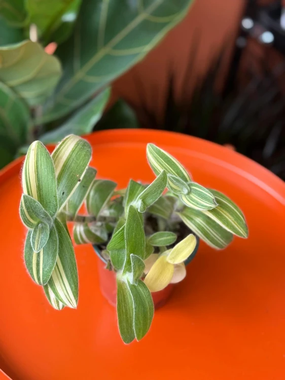 trzykrotka Tradescantia sillamontana 'Variegata'