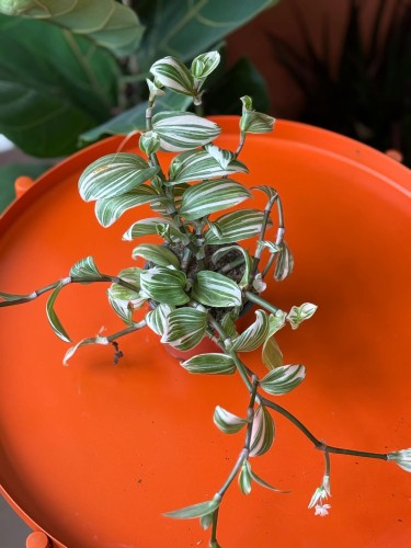 Trzykrotka  Tradescantia White Joy  Tradescantia 'White Joy' (2).jpg