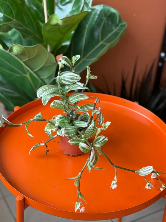 Trzykrotka  Tradescantia White Joy  Tradescantia 'White Joy' (1).jpg
