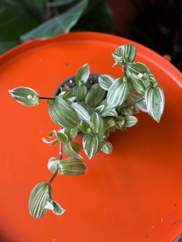 Trzykrotka / Tradescantia White Joy / Tradescantia 'White Joy