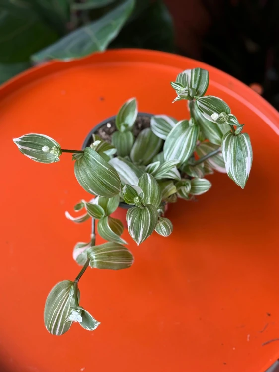 Trzykrotka / Tradescantia White Joy / Tradescantia 'White Joy