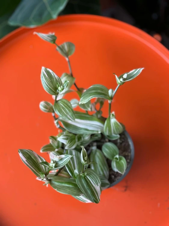 Trzykrotka / Tradescantia White Joy / Tradescantia 'White Joy