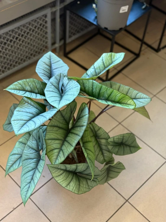 Alokazja  Alocasia Platinum  Alocasia 'Platinum' (1).jpg