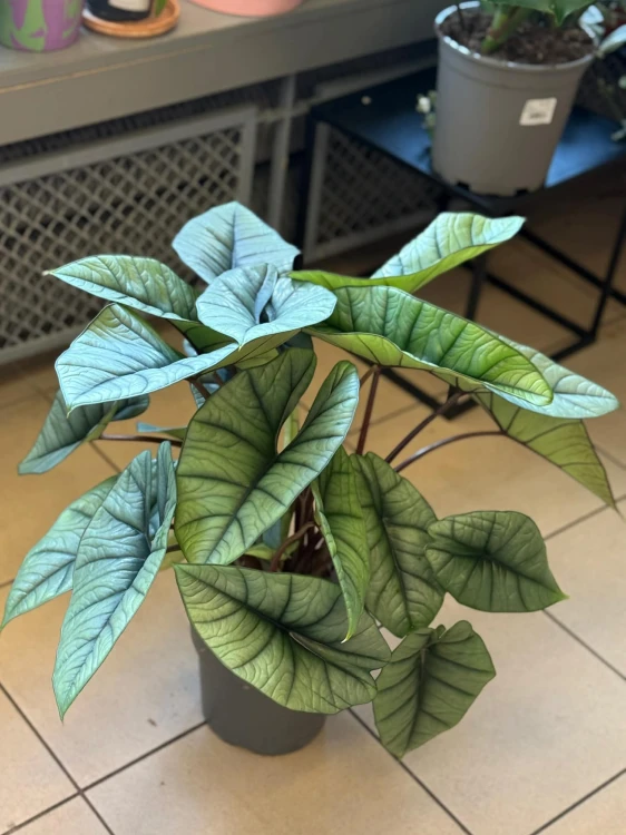 Alokazja  Alocasia Platinum  Alocasia 'Platinum' (3).jpg