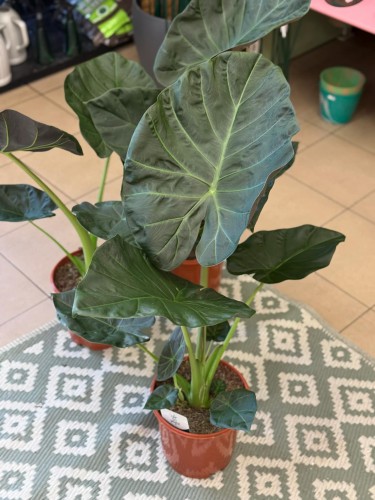 Alokazja  Alocasia Regal Shield  Alocasia 'Regal Shield'   (2).jpg