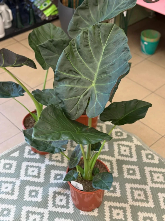 Alokazja  Alocasia Regal Shield  Alocasia 'Regal Shield'   (2).jpg