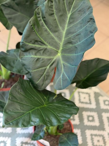 Alokazja  Alocasia Regal Shield  Alocasia 'Regal Shield'   (1).jpg