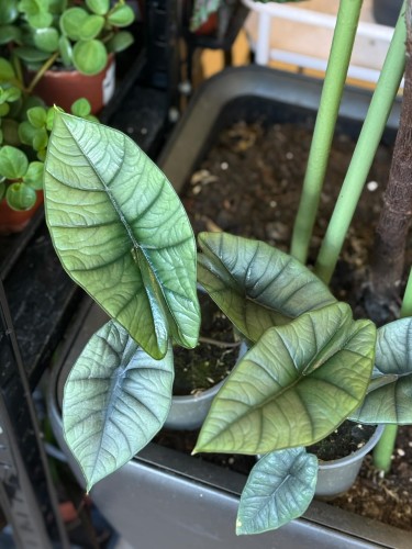 Alocasia Platinum alokazja
