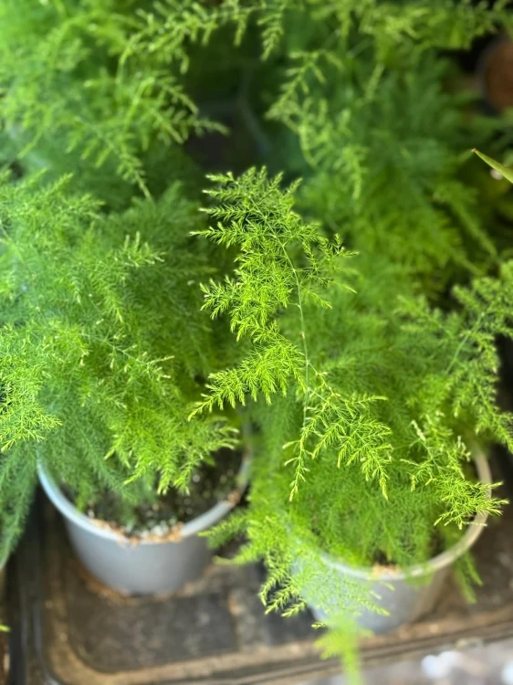 szparag pierzasty • asparagus setaceus