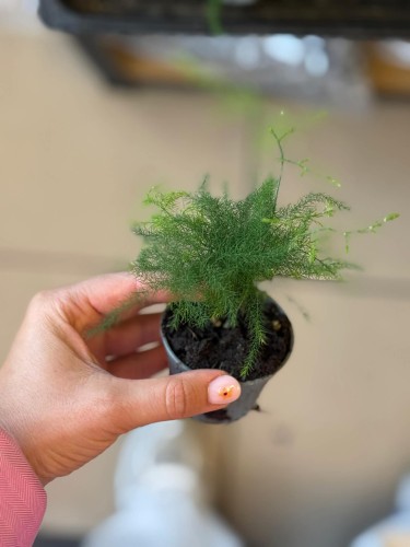 asparagus plumosus szparag pierzasty asparagus pielęgnacja delikatna roślina doniczkowa roślina ażurowa do wnętrza