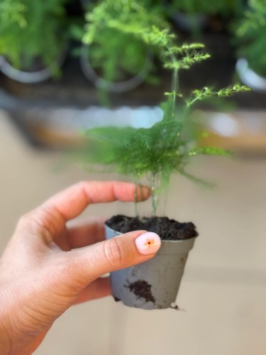 asparagus plumosus szparag pierzasty asparagus pielęgnacja delikatna roślina doniczkowa roślina ażurowa do wnętrza