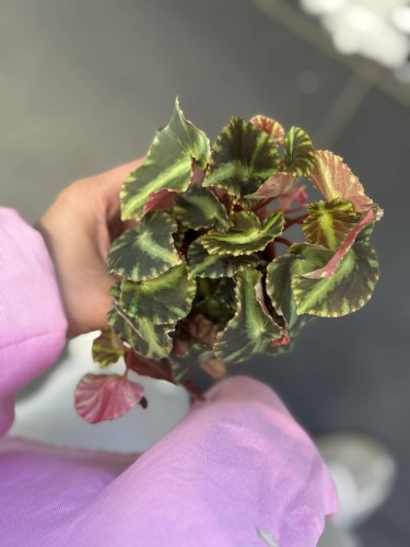 Begonia cleopatra